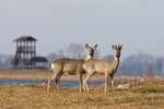 Roe deers (© Przemysław Szymoński)