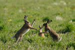 Hares (© Przemysław Szymoński)