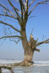 Ulubione drzewo bielików i kormoranów- mocno zagrożone (obok jest czynne żeremie)